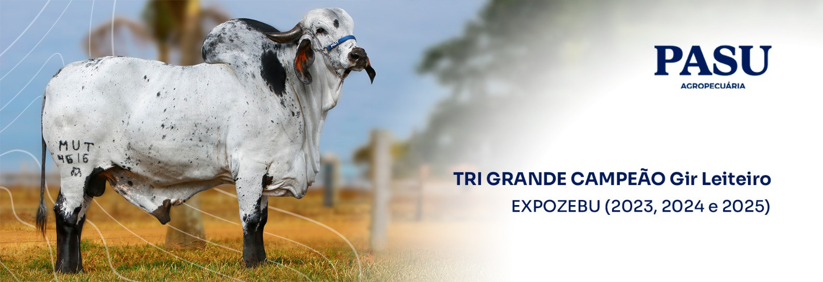 Tri Grande Campeão Gir Leiteiro