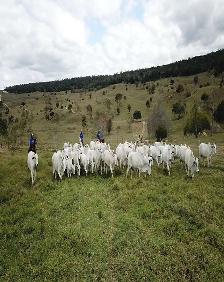 Area Fazenda