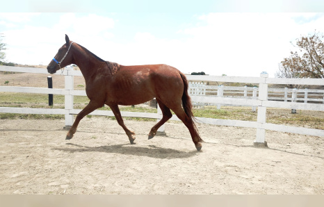 Mangalarga Marchador