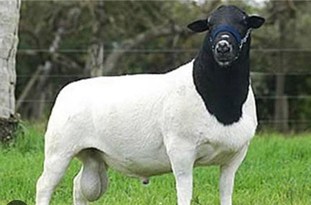 Dorper