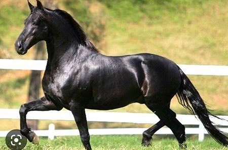 Mangalarga Marchador