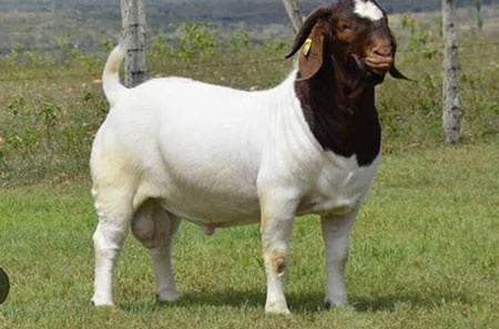 Boer