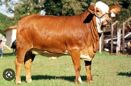 Simbrasil
