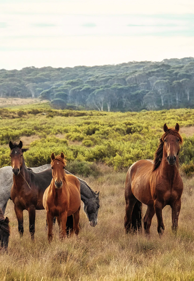 Cavalos PASU